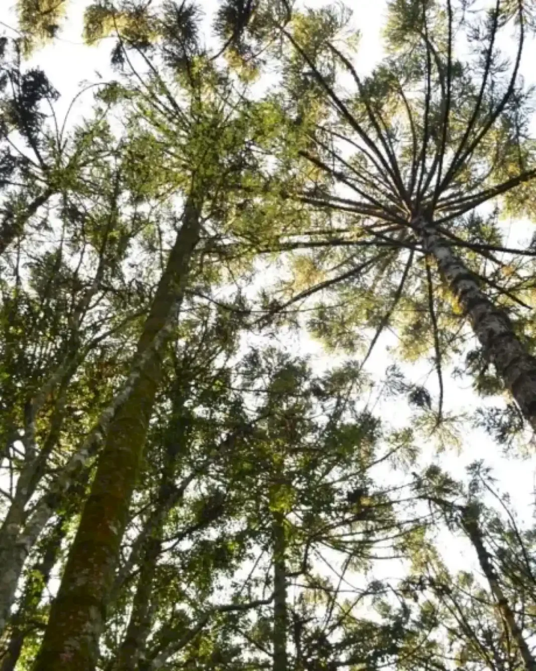 misiones-participara-en-el-iv-seminario-sobre-sostenibilidad-de-la-araucaria-en-brasil