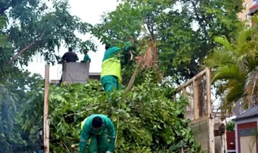 inicio-el-operativo-de-poda-en-posadas-y-ya-se-recolectaron-alrededor-de-2-toneladas-de-ramas-y-cacharros