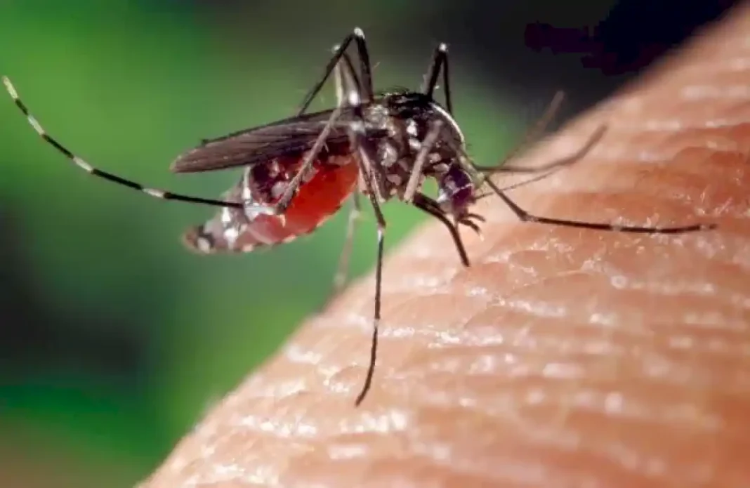 un-centenar-de-docentes-se-inscribieron-al-curso-sobre-ensenanzas-y-aprendizajes-sobre-el-aedes-aegypti