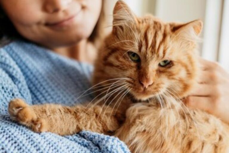Los gatos no reconocen sus nombres o solo los ignoran?: llegó la respuesta en un nuevo estudio