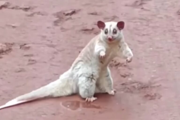 Impresionante hallazgo: filmaron a una cuica lanosa en el Parque Nacional Iguazú