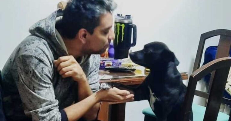 La Justicia y el Gobierno de la Ciudad buscan a los responsables de envenenar mascotas en Belgrano y Las Cañitas